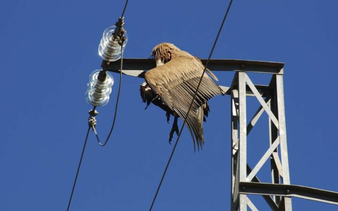 El Supremo sentencia que las eléctricas tienen que evitar la electrocución de aves